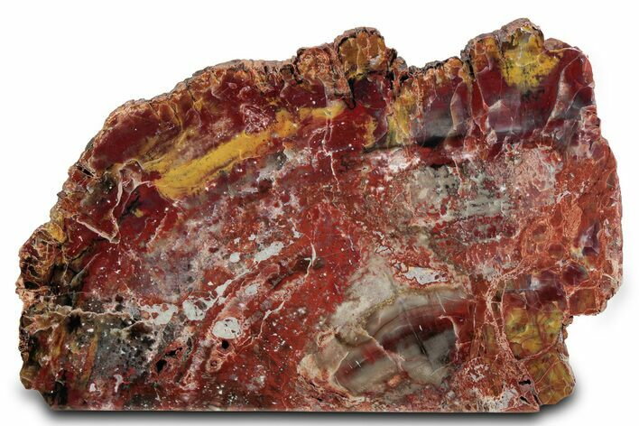Polished Rainbow Petrified Wood Stand Up - Arizona #382177